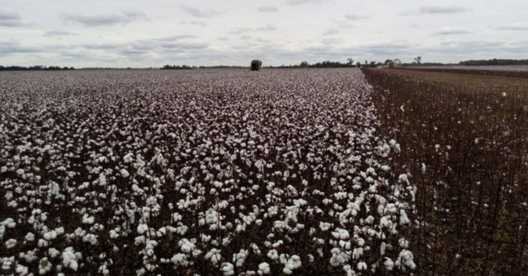 Comienza en el Chaco la siembra de sorgo y algodón con expectativas